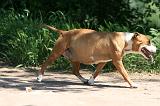 GESTATION - AMSTAFF 004